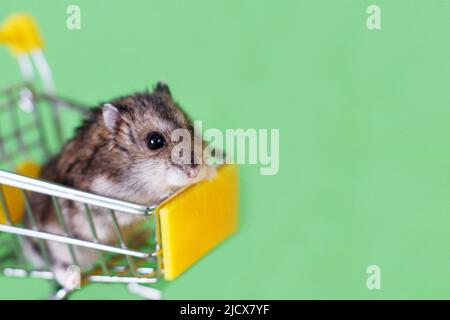 Il divertente criceto Djungariano si siede nel carrello vuoto dei bambini su uno sfondo verde. Divertente animale domestico sta avendo divertimento Foto Stock