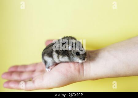 Carino criceto piccolo in mani mene vicino su uno sfondo giallo Foto Stock