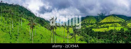Palme da cera, le palme più grandi del mondo, la Valle di Cocora, Sito Patrimonio Mondiale dell'UNESCO, Paesaggio Culturale del caffè, Salento, Colombia, Sudamerica Foto Stock