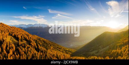 Vista panoramica della foresta di larici in autunno al tramonto, Alpe Mara, Valtellina, Lombardia, Italia, Europa Foto Stock