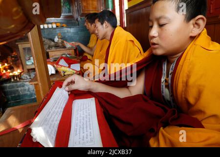 Monaci alla cerimonia con libro di preghiera buddista tibetano in Sanscrito, tempio buddista di Ganesh Saraswati, Kathmandu, Nepal, Asia Foto Stock