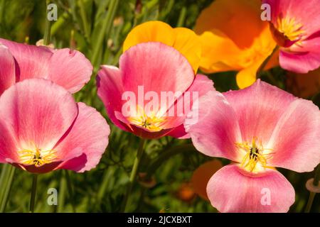 Papavero californiano, fiori di Eschscholzia californica 'seta thailandese' Foto Stock