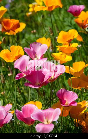 Papavero californiano, Escholzia californica, seta tailandese, giugno, prato, giardino, Fiori, misto, estate Foto Stock