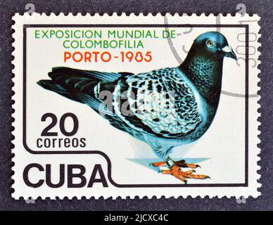 Timbro postale annullato stampato da Cuba, che mostra Carrier Pigeon (Columba livia forma domestica), circa 1985. Foto Stock