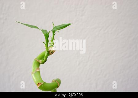 Fiorito pianta di bambù da vicino vista a casa Foto Stock