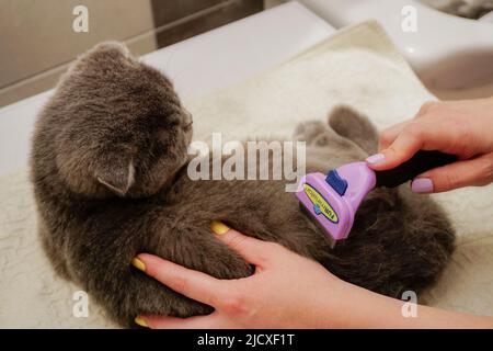 1 maggio 2021 Eskisehir gatto folletto scozzese che viene pettinato con furminatore Foto Stock