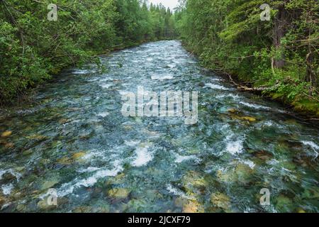 Flusso rapido poco profondo del torrente di montagna attraverso la foresta densa in Lapponia Foto Stock