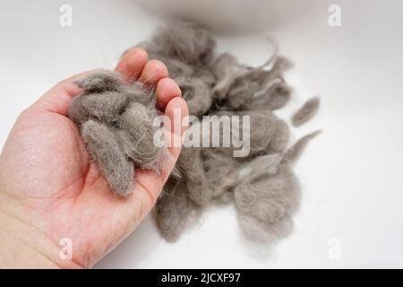 Mucchio di pelliccia di gatto pettinato da scottish fold gatto vista ravvicinata Foto Stock