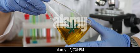 Chimico in guanti che tengono un pallone con olio di marijuana in laboratorio closeup Foto Stock