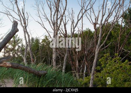 Alberi uccisi da dune di sabbia, Silver Lake state Park, Michigan Foto Stock