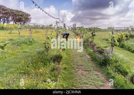 Un volontario che lavora a Newquay Orchard un'iniziativa comunitaria a Newquay in Cornovaglia nel Regno Unito. Foto Stock