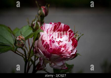 Rosa Scentimental. Una fioribunda a strisce rosse e bianche è cresciuta in un giardino a Newquay in Cornovaglia nel Regno Unito. Foto Stock