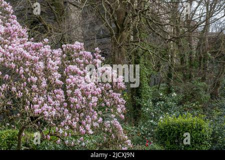 Una spettacolare esposizione di fiori fiorisce su un albero Magnolia Magnolia x soulangeana che cresce sotto gli enormi archi del Viadotto di Trenance a Newquay in Corn Foto Stock