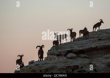 Pecora selvatica (Ovis Sp.) Foto Stock