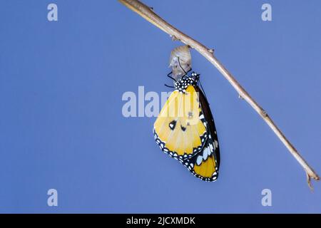 Farfalla (Danaus chrysippus), monarca africano o farfalla tigre comune che emerge dal suo bozzolo. Questa farfalla si trova in Africa, India, Sud-eas Foto Stock