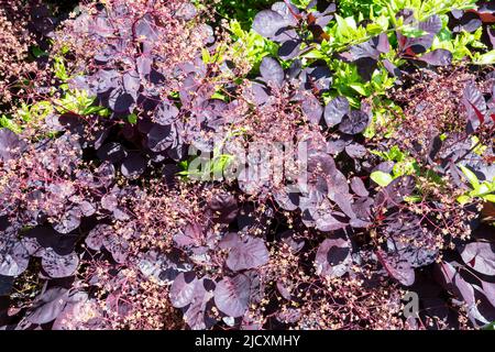 Smoke bush, Cotinus coggygria, con altre piante che crescono attraverso di esso per fornire il contrasto contro il fogliame scuro. Foto Stock