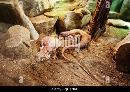 Grande lucertola di iguana in terrarium allo zoo. Foto Stock