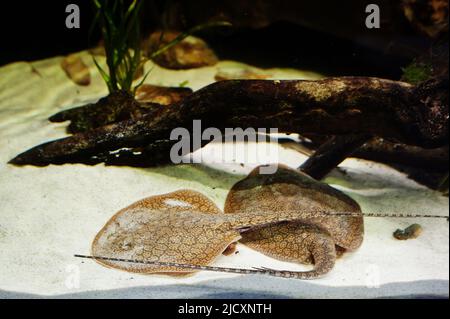 Due pesci a razze all'acquario dello zoo. Foto Stock