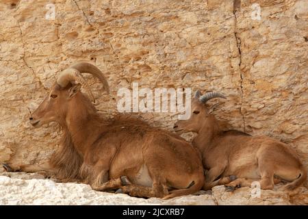 Pecora selvatica (Ovis Sp.) Foto Stock