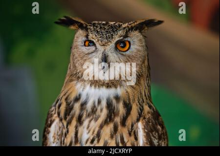 Un gufo comune, bubo bubo, guarda nella fotocamera, schiacciando un occhio. L'uccello della preda è nel recinto dello zoo. Primo piano. Foto Stock