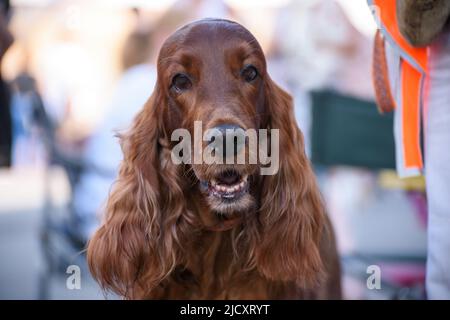 Ritratto di un cane setter irlandese. Il cane rosso guarda la telecamera. Primo piano. Foto Stock