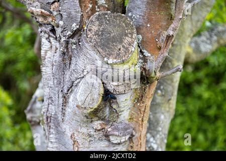 Un'ape di legno blu meravigliosa lavora sul tronco di un albero vecchio. Foto Stock