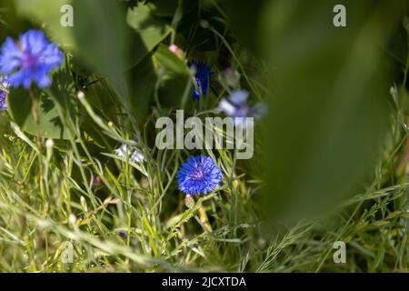 Cornflower blu in giardino Foto Stock