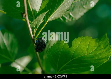 Primo piano di mirtilli che crescono su albero Foto Stock