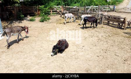 Fattoria di asini. Volo aereo di vista del drone sopra molti asini in piedi e giacenti nel Corral sulla fattoria dell'asino. Animali rurali nazionali in villaggio. Allevamento di bestiame e di animali domestici al pascolo in estate paddock Foto Stock
