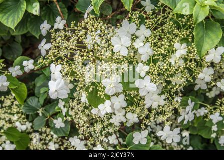 Hidrangea petiolaris, un hydrangea di arrampicata (syn: Hydrangea anomala subsp. Petiolaris) che copre una proprietà in Kirkby Malham, North Yorkshire Foto Stock