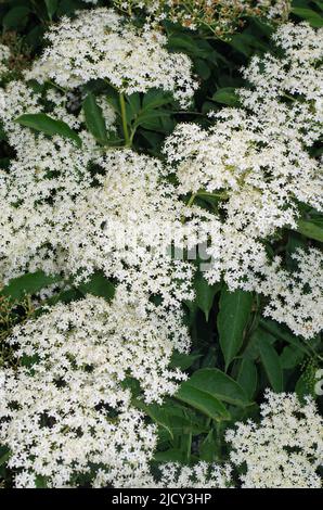 Holunder, un albero Sacro. Foto Stock