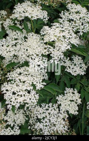 Holunder, un albero Sacro. Foto Stock