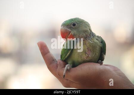 Il bel fagiano in mani umane. Foto Stock