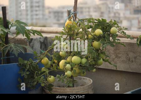 Ritratto di albero di pomodoro sul tetto. Foto Stock