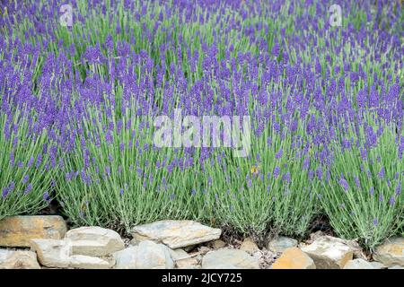 Pietra muro lavanda fragrante, piante in giardino, muro, Lavandula, fiori Foto Stock