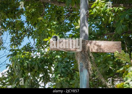 Piccola telecamera di sorveglianza discreta su palo con alberi sullo sfondo. Foto Stock