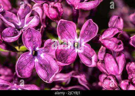 Fiore di Lilac comune (Syringa vulgaris ‘Arch McKean’) Foto Stock