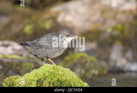 Giovane dipper dal lancio bianco in piedi sul muschio verde vicino al ruscello Foto Stock