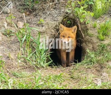Red Fox Kit al Den in Alaska Foto Stock