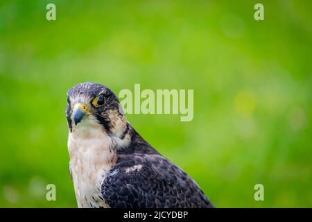 Primo piano Meg, una femmina Pere/SAKER (Falco Perigrinus/Cherrug) in cura a 'Wild Wings Birds of Prey Foto Stock