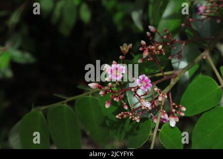 Primo piano di fiori e germogli con una formica tessente su un germoglio di una pianta di frutta stellata (Carambola) Foto Stock