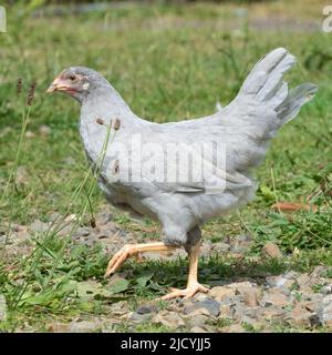 pollo alla gallina di livorno lilla Foto Stock