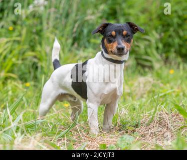 Jack Russell Terrier dog Foto Stock