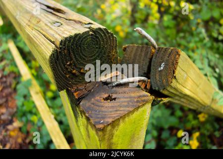 corrimano in legno rotto con chiodi arrugati e piegati con fondo verde naturale Foto Stock