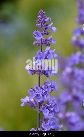 I fiori blu fiori sono Nepeta racemosa Walkers Low, comunemente noto come catmint. Foto Stock