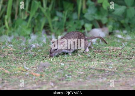 Brown Rat in Urban Park che corre accanto ad un piccolo ruscello Foto Stock