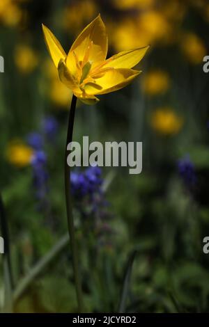 Bellissimo tulipano selvatico di colore giallo - Tulipa sylvestris crescere in un giardino botanico, Lituania Foto Stock