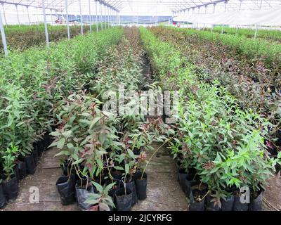 Varietà di piante coltivate in Nursery locale Foto Stock