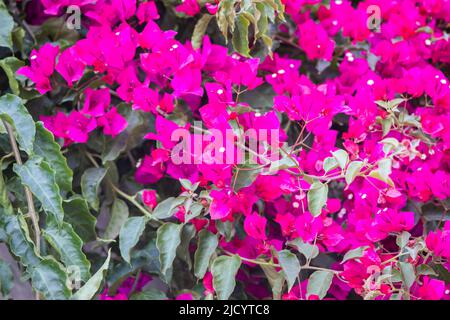 Rosa viola bougainvillea spectabilis, con grandi bratte settali colorati che circondano tre semplici fiori cerosi, su sfondo verde Foto Stock