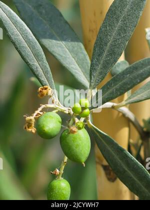 Olive che crescono su Tree Branch Foto Stock